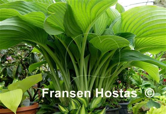 Hosta Empress Wu